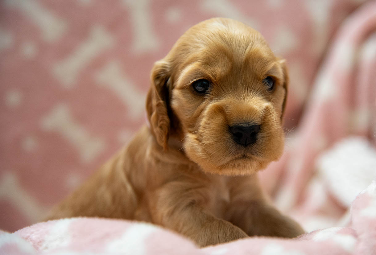 Growpuppy puppy mascot